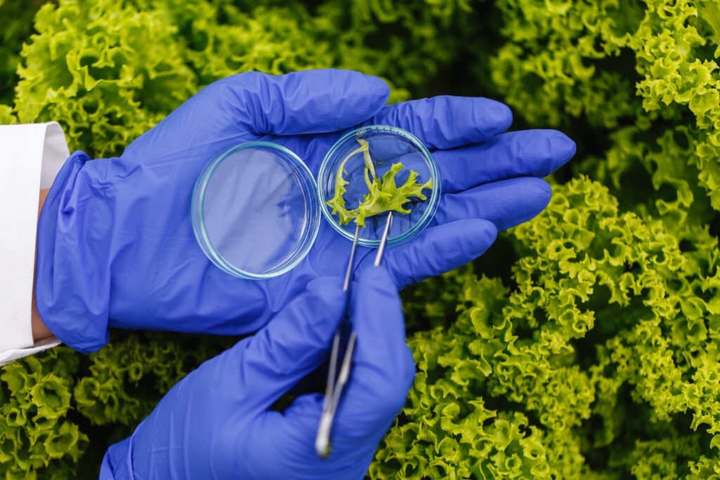 Researcher takes a probe of green plant and puts it in a Petri d | NewRoad